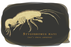 Researchers found evidence that a tiny, blind, endangered crustacean still inhabits some groundwater habitats in Washington, D.C.’s Rock Creek Park. Graphic by Julie McMahon