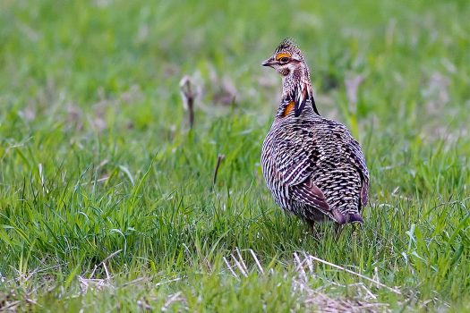 A lack of habitat endangers greater prairie chickens’ long-term survival in Illinois, researchers report. Photo by Michael Jeffords.